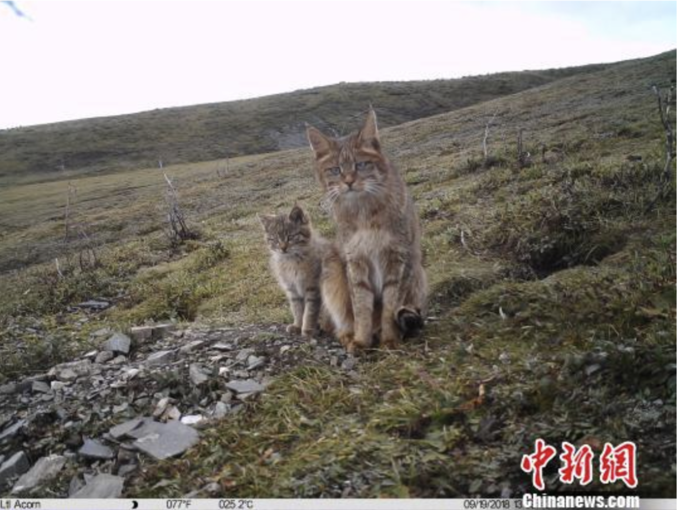 Screen Shot 2018-10-30 at 2.48.59 AM