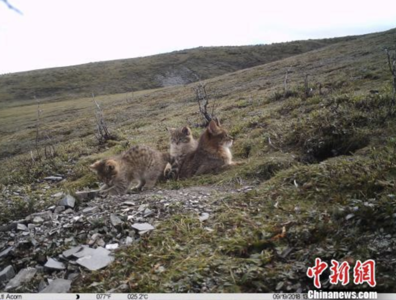 Screen Shot 2018-10-30 at 2.49.11 AM.png